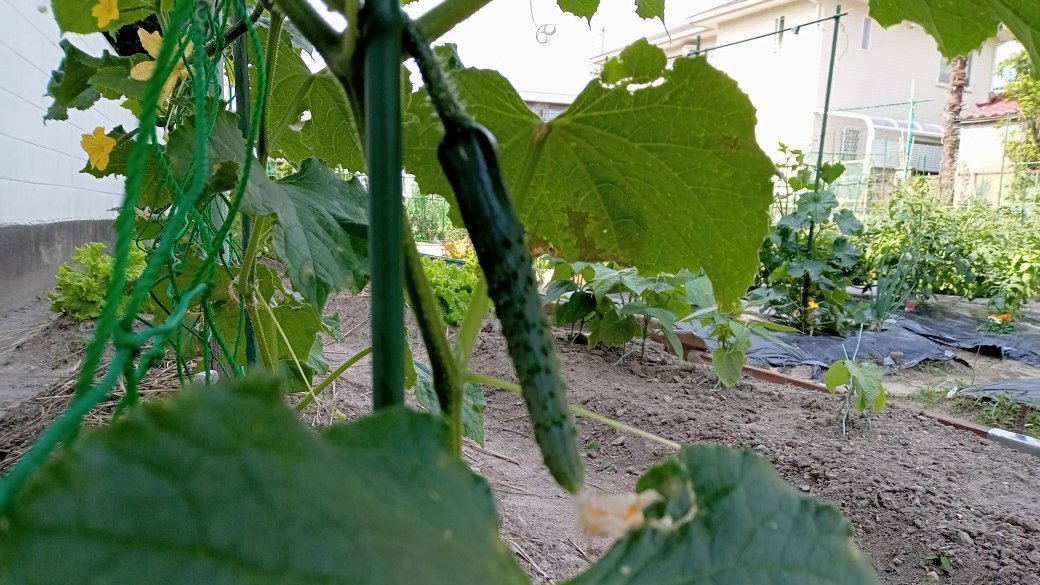 SmalltownShu's tweet photo. きゅうりの初なり🥒また暑い夏がやってくるのですね😃 https://t.co/nOqhOnMZFA