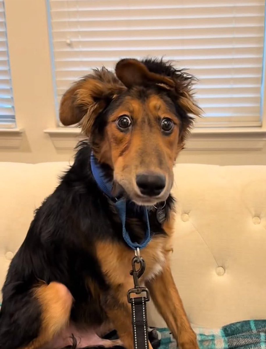 When your dog is a cross between a German Shepherd, David Schwimmer  and a nervous breakdown.