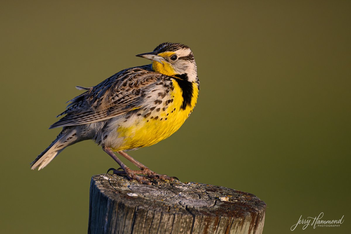 Singing Meadowlarks.