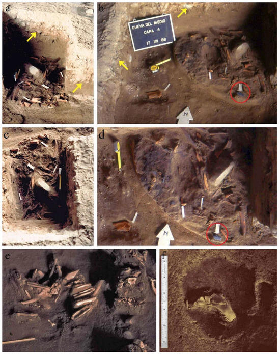 📢 #PaperPromotion
📑 Through the Eyes of the Megafauna: Early Human Settlement and Isotopy in the South American Southern Cone
🎓 by Karina Vanesa Chichkoyan and Hugo Gabriel Nami
👉 mdpi.com/2571-550X/8/1/…
👁 Views: 1703

#megamammals #StableIsotopes #PaleoindianArchaeology