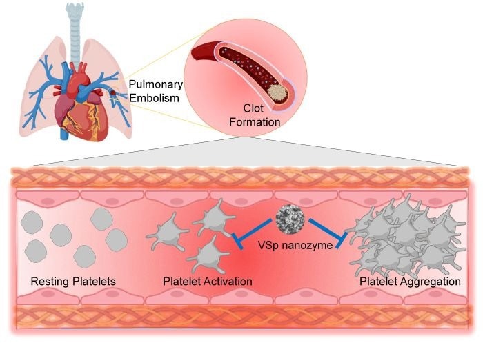 AZoNano's tweet image. New Artificial Nanozyme Fights Abnormal Blood Clots 

azonano.com/news.aspx?News…

#Nanotechnology
#BloodClots
#MedicalInnovation