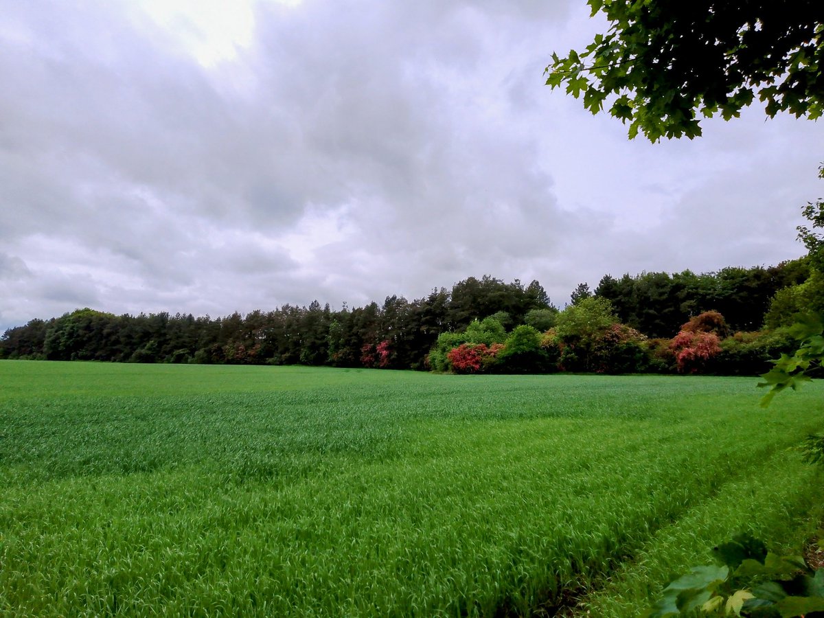 phil0073's tweet photo. View from #Moorclose via #Foxhall2HangingHoughton. #PhilOnaBike #treepeople #clouds https://t.co/8VN4eSnGuE