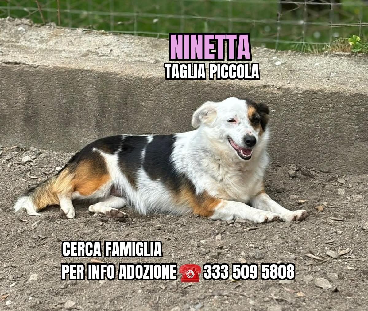 cotrozzi_lisa's tweet photo. #NINETTA, #TAGLIA #PICCOLA, CERCA UNA FAMIGLIA SPECIALE. È piccola-piccola, ha circa 7/8 anni e desiderosa di amarvi. NON FACCIAMOLA INVECCHIARE AL RIFUGIO! Per INFORMAZIONI: 333 5095808 WHATSAPP (NO CHIAMATE) e nel messaggio scrivete vostro nome, città e Riferimento: NINETTA https://t.co/Tng6al8xGS