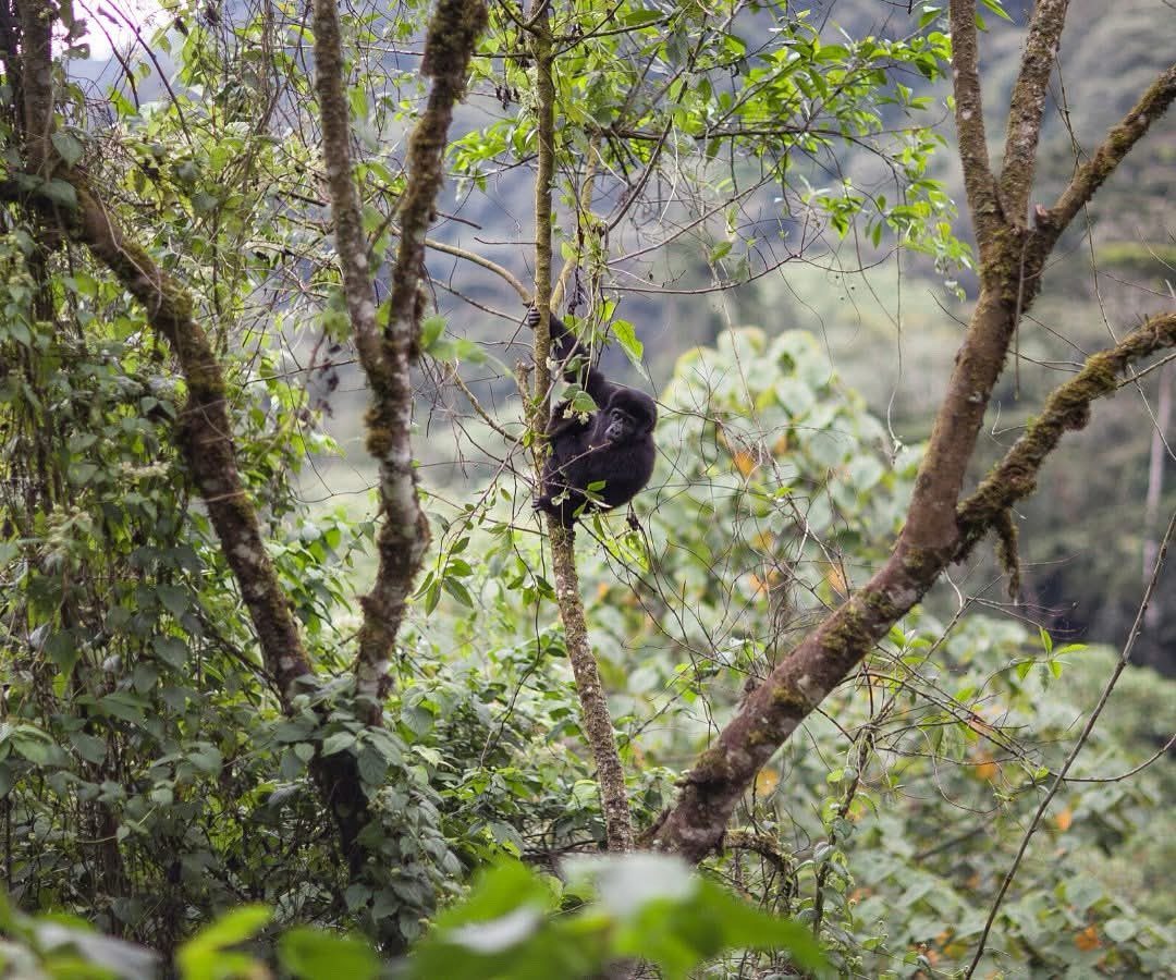 🌍 This #WorldEnvironmentDay, we reflect on the richness of our natural world, and the threats it faces.

Mountain gorillas rely on thriving forests to survive. We work with communities to protect these ecosystems from deforestation, poaching, and climate change.