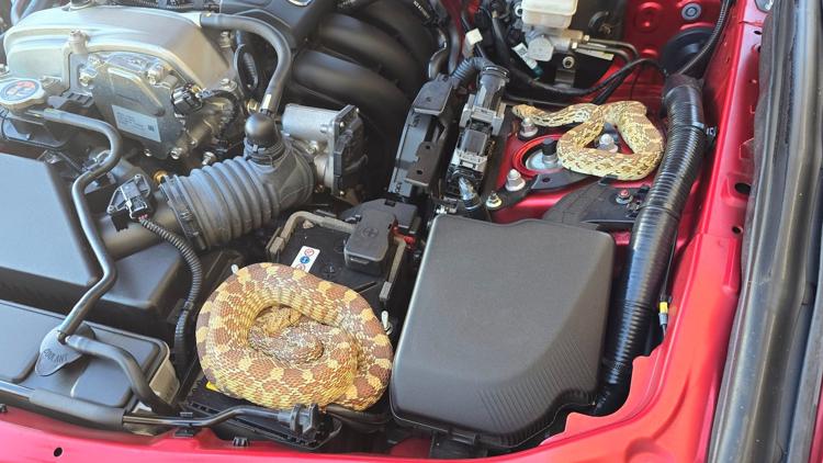 YIKESSSS🐍 One Arizona woman got not one but two slithery surprises when she went to check her oil. 😳wtsp.com/article/life/a…