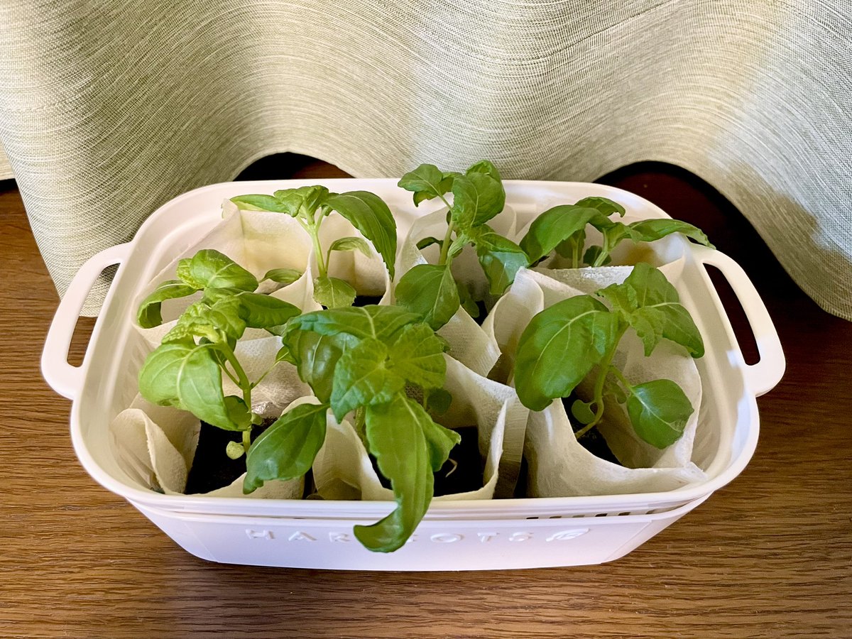 oimo_0141_'s tweet photo. 窓際で水耕栽培🌱

ベビーリーフと大葉を育て中。

成長見てるのが楽しい！☺️
大葉はずっと元気ない。。復活するかな？ https://t.co/88g3AXHUK7
