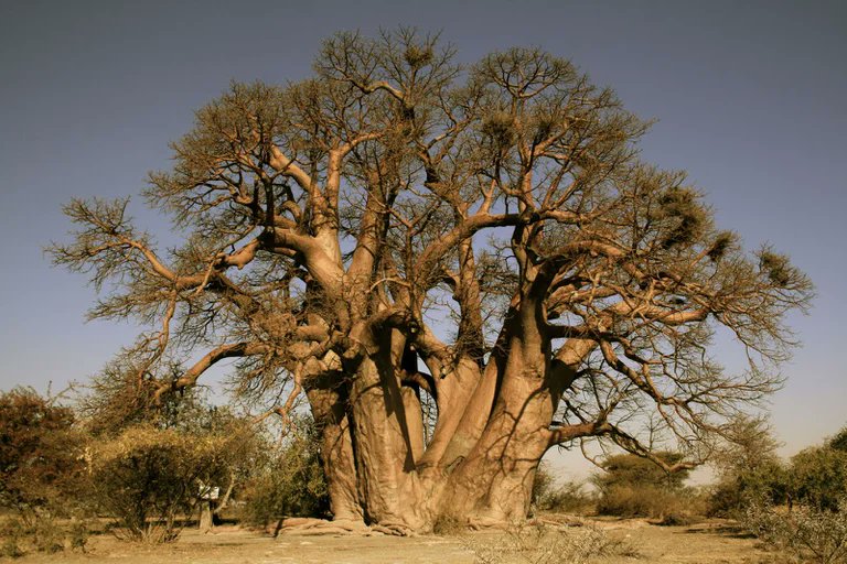En la última década, se ha documentado la muerte precipitada de algunos de los más antiguos baobabs de África.

La desaparición abrupta de estos colosos ha generado mucho ruido, ya que, más que un símbolo, hablan del equilibrio de un continente.

Abro🧵en el #DiadelMedioambiente:
