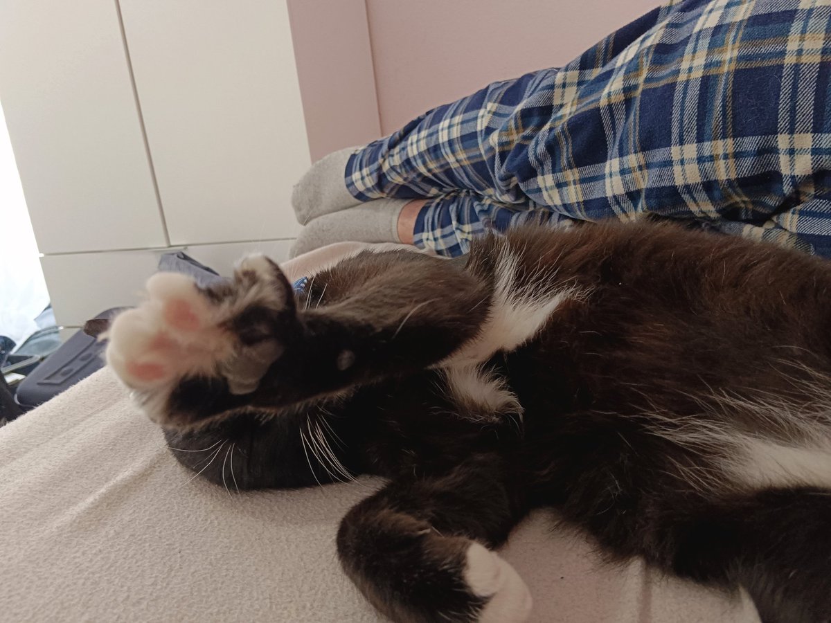 Mañana me toca llevar al gato pendejo al veterinario, el os manda un saludo así con la pata