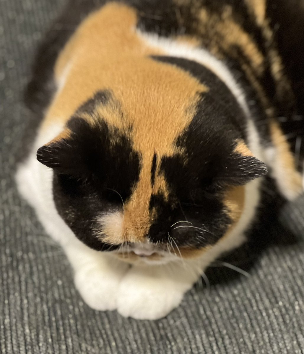 oage_cat's tweet photo. ポートレート後頭部 https://t.co/eQKQKaNzN9