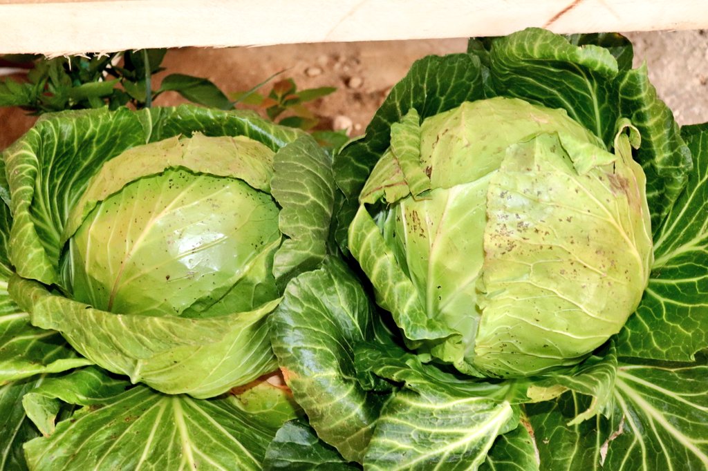 CEFOPPAK yamuritse amafu y’ibimera n’amafumbire y’amazi.
Aya mafumbire tuyakora mu bimera twihingira. ni igisubizo kirambye ku bahinzi bifuza kongera umusaruro binyuze mu buryo karemano kandi buhendutse 
 *ifumbire Itunganywa n’inzobere zacu

Ukeneye amahugurwa kuri ibi dusure🤗