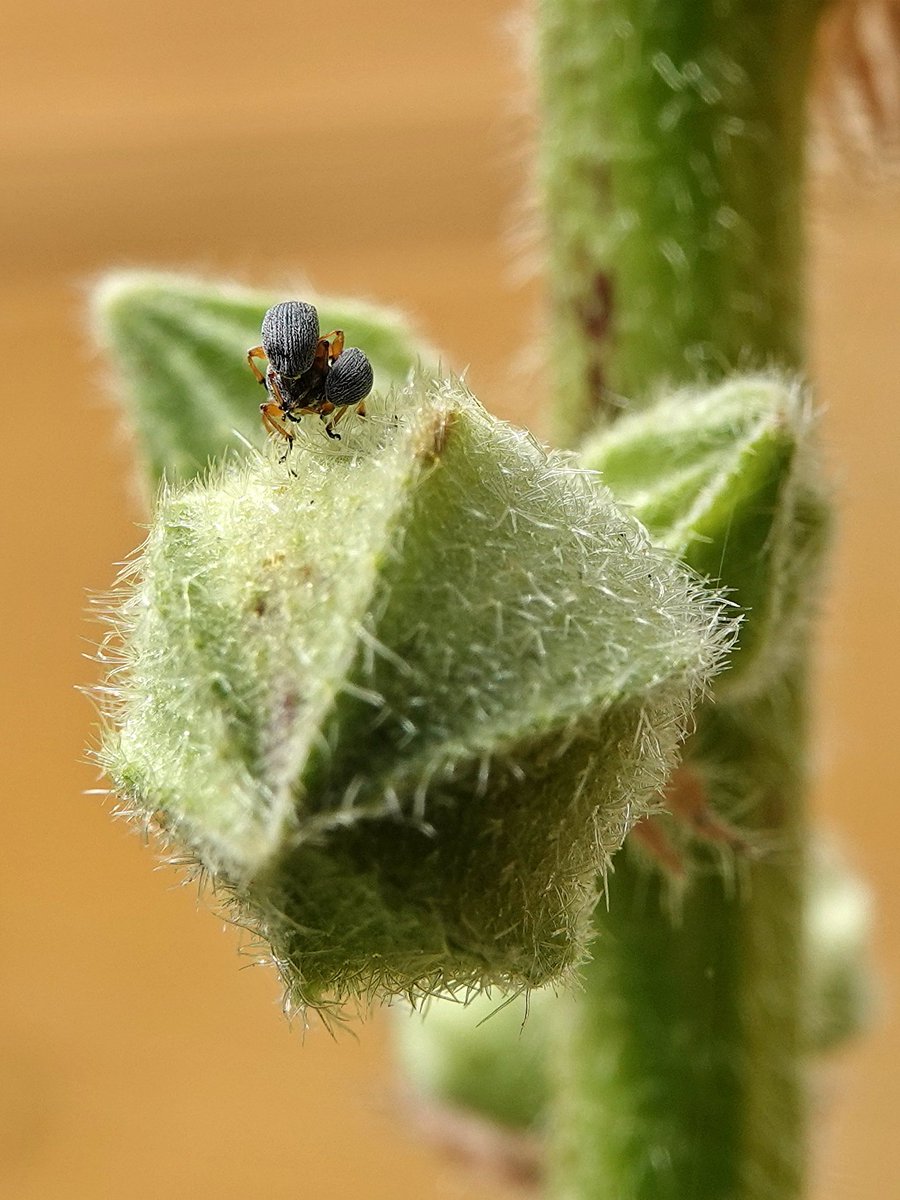 dolly35161448's tweet photo. #Junieke_Fotografie #miniwereld @bkfotobetsy foto 2 Dag 5 https://t.co/w23iWy6K9c