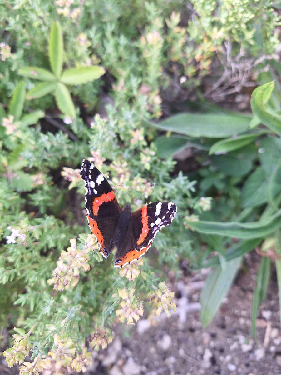 Pourtoi0440's tweet photo. Dans le jardin
#photoperso https://t.co/Wwn0r18j3E