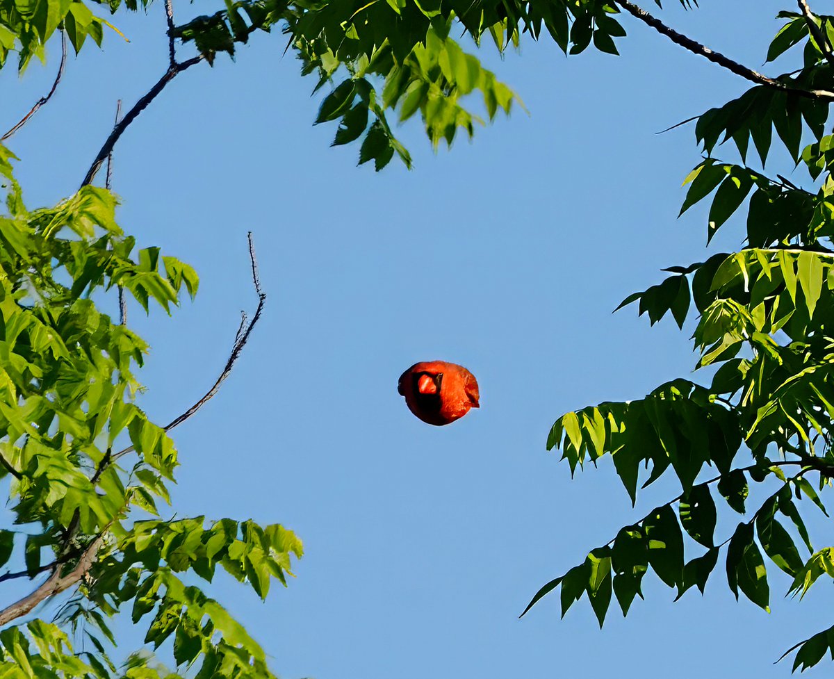 Incoming! A Northern Cardinal makes like a missile headed right at me! 🚀🚀🚀 #Cardinal #CentralPark #birdcpp