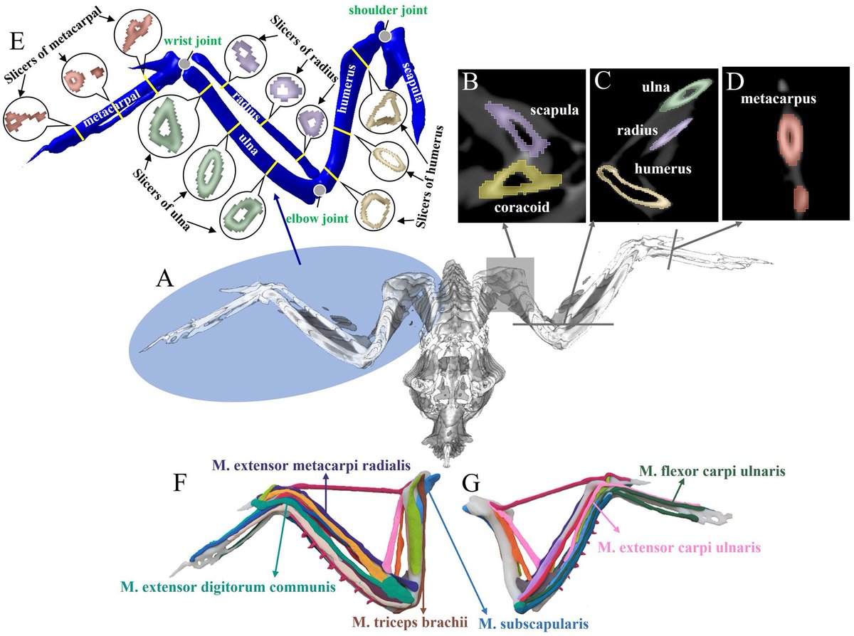 Di Tang et al. perform musculoskeletal modelling and muscle control in Falco peregrinus wing flapping &amp; establish a novel methodology for raptor muscle research. doi.org/10.1242/bio.06…