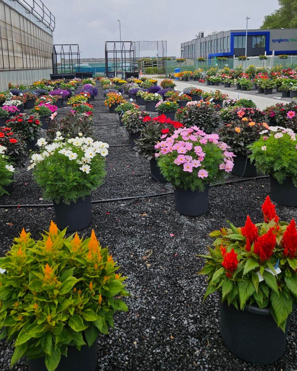 We’re in full prep mode for FlowerTrials at our location in De Lier (NL)! 🚀 Whether you’re a grower, retailer, or plant lover, this is the place to discover the latest innovations.

We’re beyond excited, are you coming too?
We can’t wait to welcome you at FlowerTrials 2025!🤩
