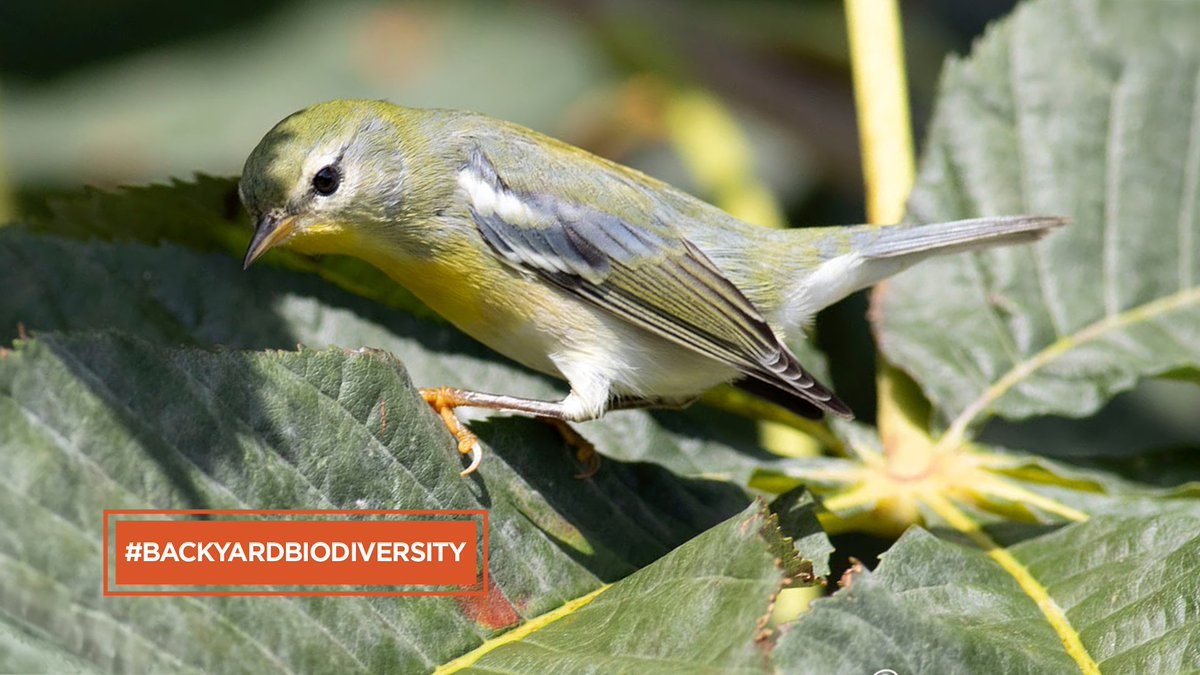 TWC_Wildlife's tweet photo. Happy #WorldEnvironmentDay! Led by @UNEP, today is the largest international day dedicated to the environment. This year’s theme is #BeatPlasticPollution! Reduce, reuse, recycle, and create cleaner habitats for wildlife. #BackyardBiodiversity. Learn more: https://t.co/DgCmZ1fRQQ https://t.co/oP2P2Rlint
