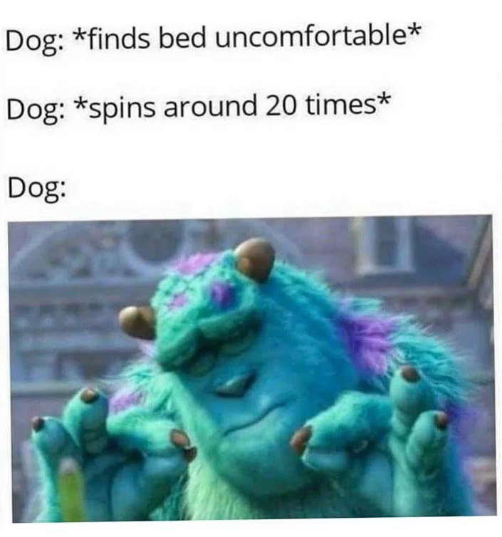 Heckin Good Dogs (@heckingooddogs) on Twitter photo 