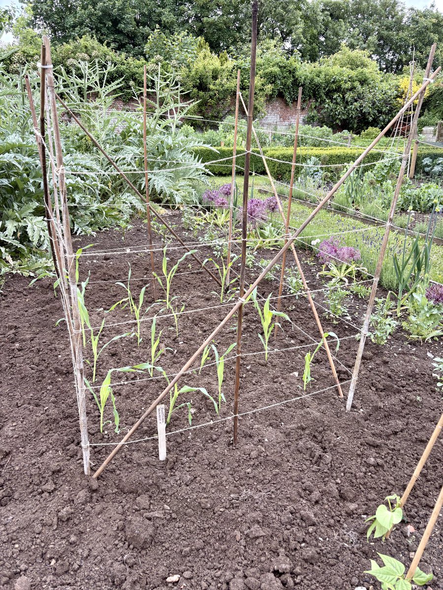 keithtesterliv1's tweet photo. A bit of a damp day here at the Manor House garden. I brought up some sweetcorn plants from home to get planted. #manorhouse #garden #sweetcornplants #vegetablepatch https://t.co/lommxy68vE