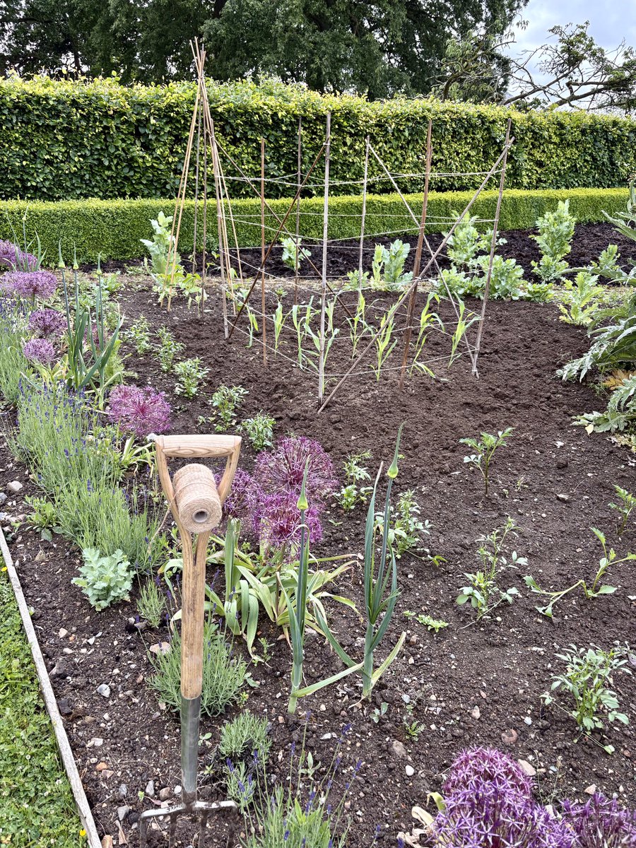 keithtesterliv1's tweet photo. A bit of a damp day here at the Manor House garden. I brought up some sweetcorn plants from home to get planted. #manorhouse #garden #sweetcornplants #vegetablepatch https://t.co/lommxy68vE
