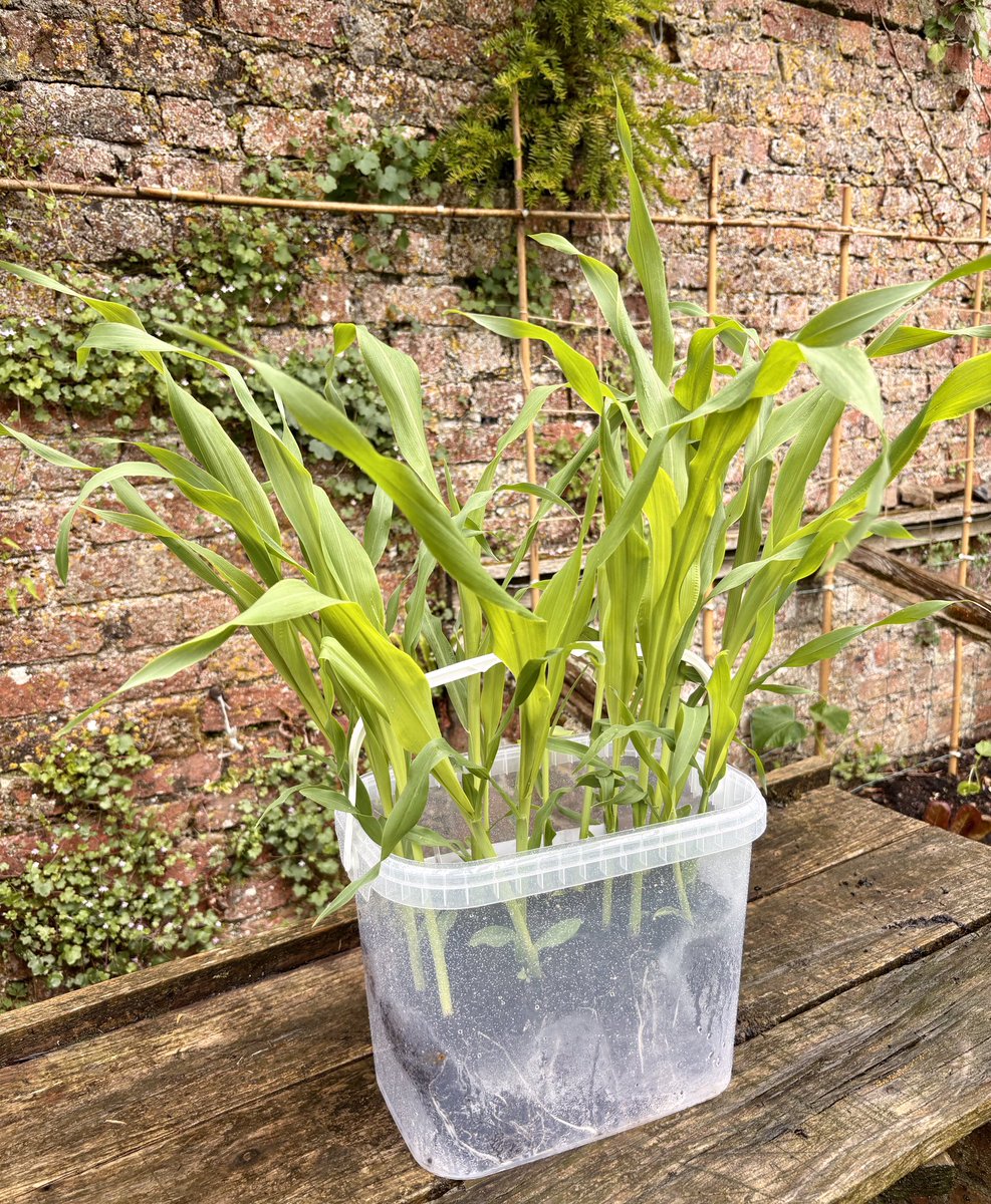 keithtesterliv1's tweet photo. A bit of a damp day here at the Manor House garden. I brought up some sweetcorn plants from home to get planted. #manorhouse #garden #sweetcornplants #vegetablepatch https://t.co/lommxy68vE