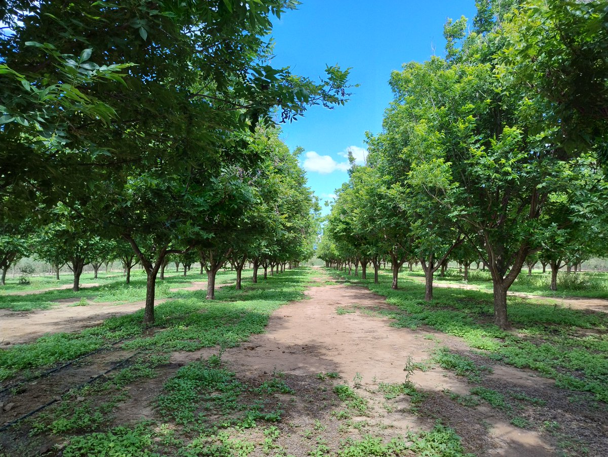 Desarrollan herramienta para cuantificar la mancha negra del pecán

El Instituto de Patología Vegetal del INTA junto con la Facultad de Ciencias Agrarias de la <a href="/UNCAoficial/">UNCA</a> elaboraron una escala diagramática específica para diagnosticar esa enfermedad. 

👉🏼bit.ly/43LGv3Z