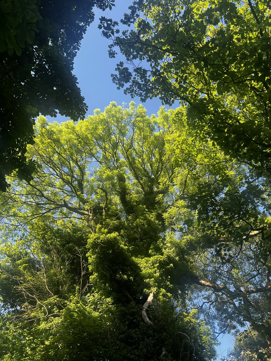 Happy #WorldEnvironmentDay everyone! 

The sun may not be shining today but this photo of tall trees I saw on a walk recently reminds me why I strive to share and communicate my passion as a conservationist about how special wildlife, plants and nature can be to us all.🌳💚