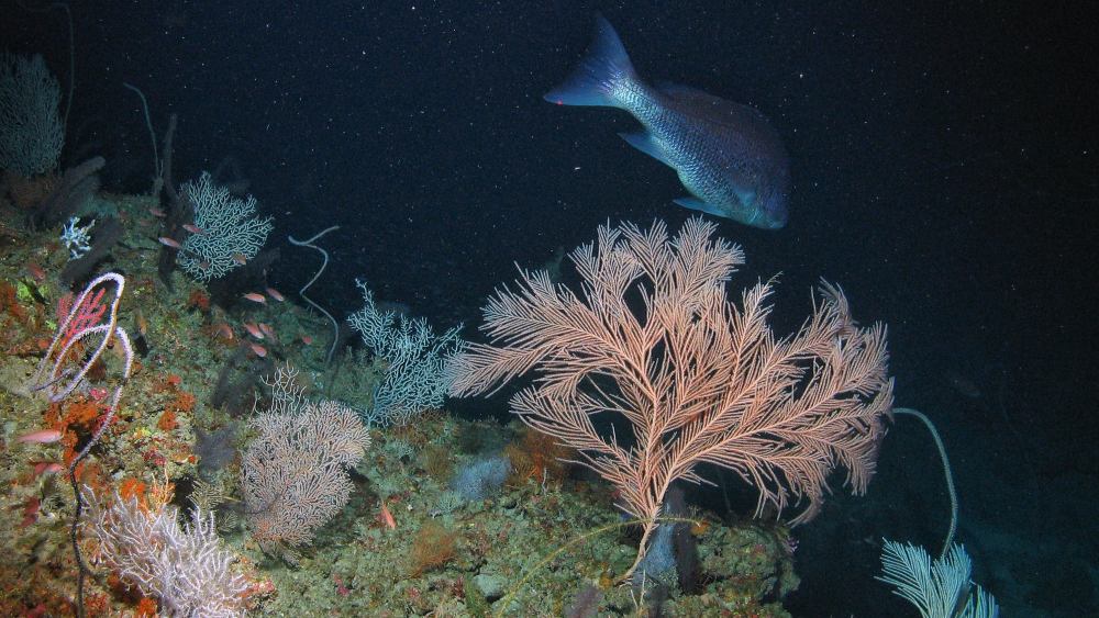 Atlantic Coast Fisheries News for the weeks of May 26 &amp; June 2: Non-traditional stakeholders sought for ASMFC Horseshoe Crab Advisory Panel, recreational release catch card project, and US pioneers' restoration of deep-sea corals! Read the newsletter here: conta.cc/4jAtAYA