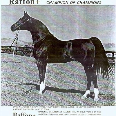 Eng_Maher_Rebh's tweet photo. تطور الخيول العربيه بين الماضي والحاضر
The evolution of Arabian horses between past and present https://t.co/86bx4iE4DN