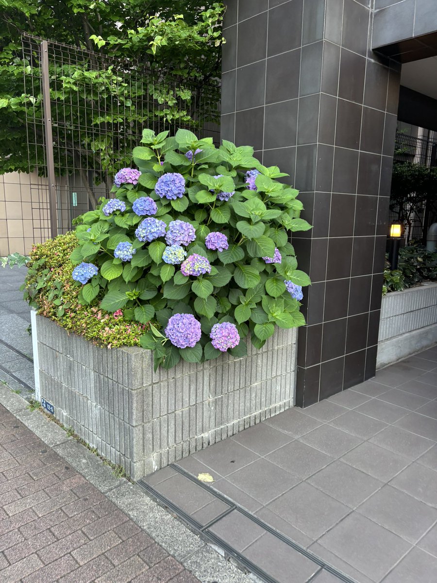 本日見た紫陽花がめっちゃ綺麗だった😍