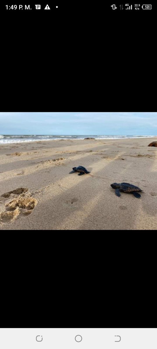 En esta playa MÁGICA hacemos todo lo posible por conservar
EL MEDIO AMBIENTE
Hemos sembrado más de 800 mates de coco Estemos todo el año pendiente dél desove de las tortugas para llevarlas al mar