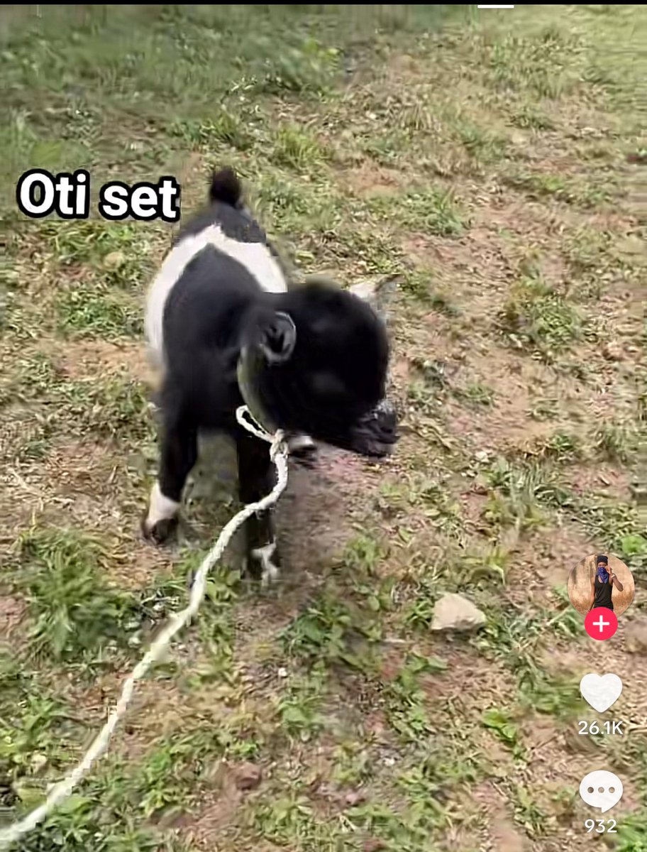 <a href="/Mosopemi/">Iyameto Adanna Habiba 😍😍 FOOD & EVENTS 🔌</a> We sef no small na sister mi. Good afternoon ma 🙏.