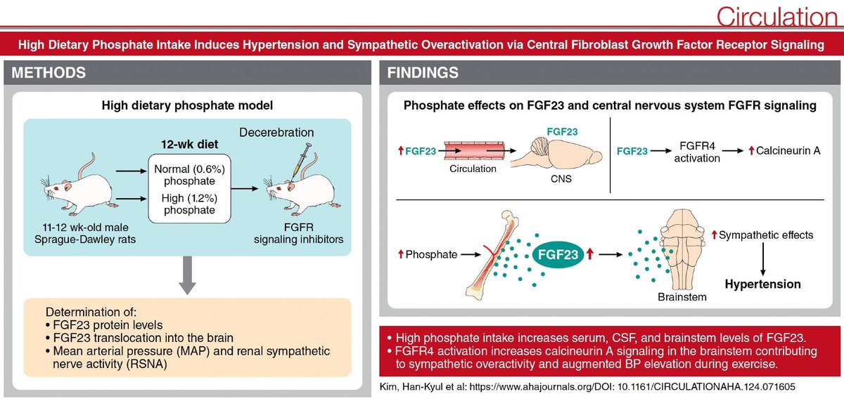 Wanpen Vongpatanasin (@drwanpen) on Twitter photo Our new paper led by <a href="/hkkimphd/">Han Kyul Kim</a>
published today in Circulation that highlights hypertension induced by dietary phosphate excess via FGF23-FGFR4-calcineurin activation of SNS in normal rats bit.ly/43H3cGB <a href="/MizunoPhd/">Masaki Mizuno, PhD, FACSM</a> <a href="/TFUJIK/">Teppei Fujikawa 藤川哲兵</a> <a href="/utswheart/">UTSW Heart</a> <a href="/UTSWInternalMed/">UTSW Internal Medicine</a> Our new paper led by <a href="/hkkimphd/">Han Kyul Kim</a>
published today in Circulation that highlights hypertension induced by dietary phosphate excess via FGF23-FGFR4-calcineurin activation of SNS in normal rats bit.ly/43H3cGB <a href="/MizunoPhd/">Masaki Mizuno, PhD, FACSM</a> <a href="/TFUJIK/">Teppei Fujikawa 藤川哲兵</a> <a href="/utswheart/">UTSW Heart</a> <a href="/UTSWInternalMed/">UTSW Internal Medicine</a>
