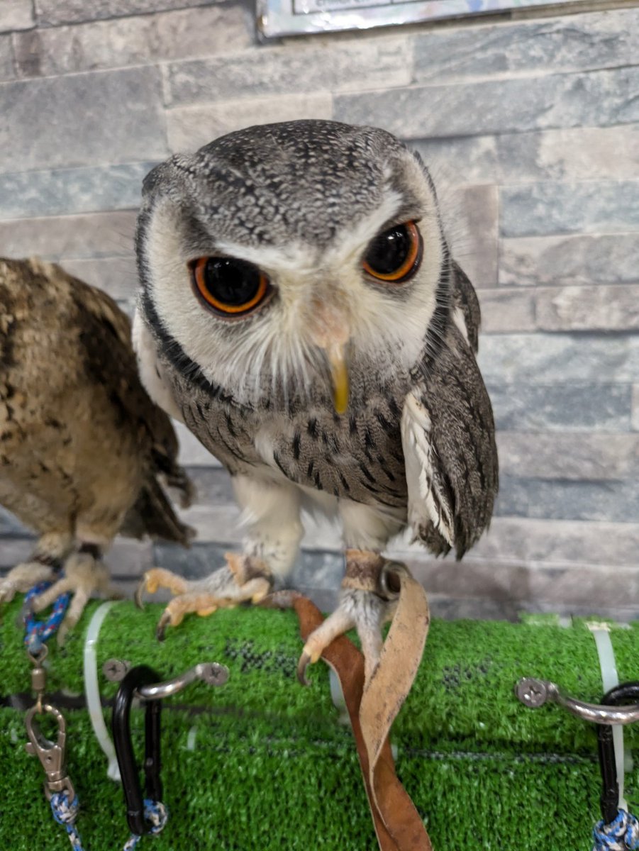 maruiketentyou's tweet photo. 🦉

初手はブクロで合法的ダブル抽選
🧧🧧オールイケブクロ🧧🧧
パチンコ・スロット貫通1024台

🦉

恒例のREALフクロウの紹介📸
アフリカオオコノハズク様😍ｶﾜｲｽｷﾞｨ
サハラ以南のアフリカに生息し
体長は20～30cmほど👌
通称「アフコノ」と呼ばれている🤔ﾎｰ

🦉

威嚇時には体を膨らませてクチバシを
鳴らしたり、くぐもった声で「グ―」と
鳴いたりする。また猫のような「ニャーオ」
という声で鳴くこともある😻ﾆｬﾆｬﾆｬ

🦉

マルハン池袋SLOT BASE
9時15分抽選
@ikebukuro_SB
500名様打ち切り抽選開始は6時以降

🦉

マルハン池袋本館
9時35分抽選
@maruhan_bukuro
700名様打ち切り抽選開始は6時以降

🦉

抽選後も白線の内側でお願いします
顔写真の確認にご協力ください
入場後の離席は即解放となります

🦉