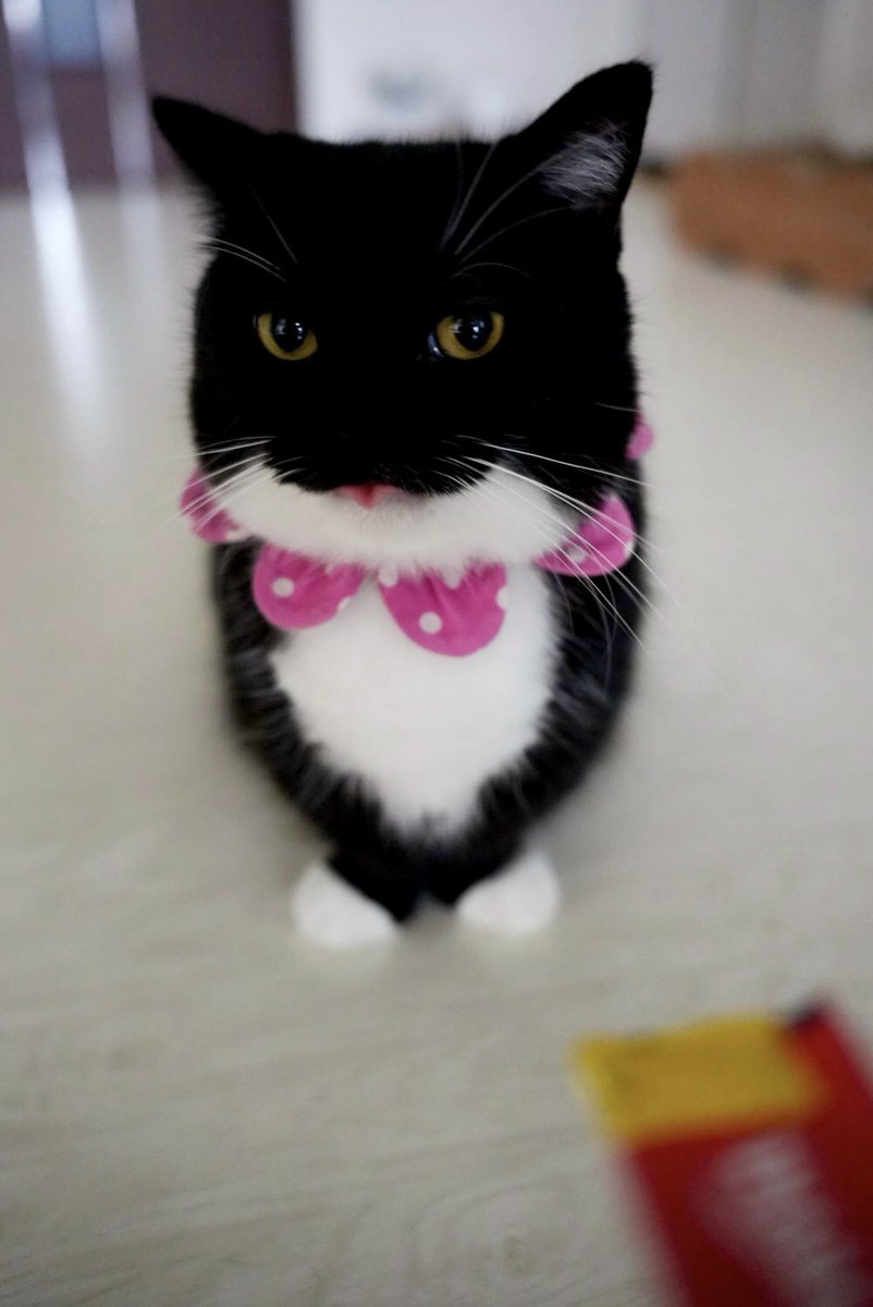 Is that churu… chicken flavored?