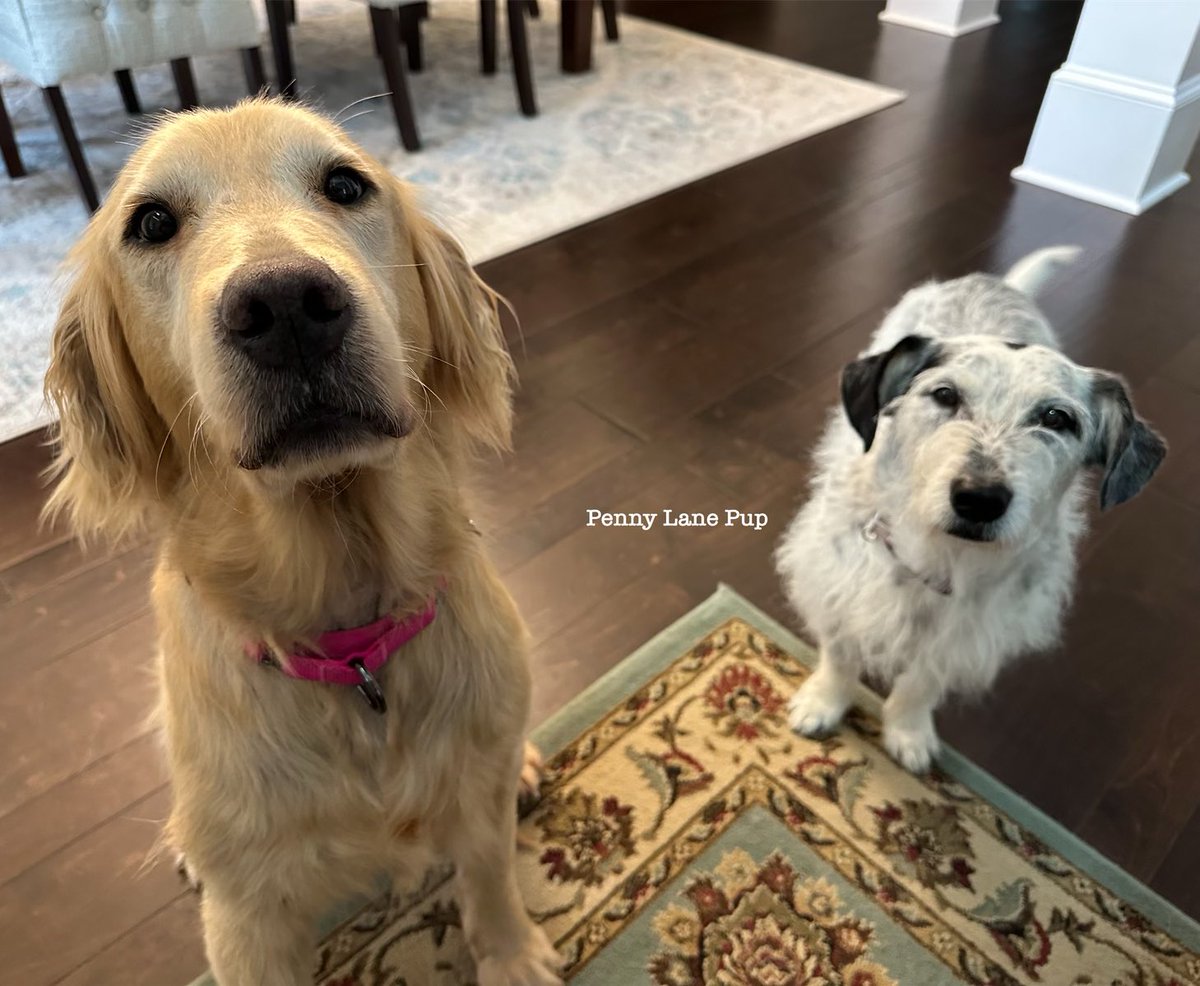 Da more time we spend together, da more I’m wondering if one of us isn’t actually a golden retriever? 

Don’t tell Buttercup, she will be heartbroken! 
#pennylane #buttercup #fosterpup