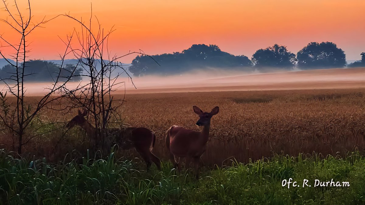 springhillwx's tweet photo. Just wanted to share these pics of the beautiful Tennessee sunrise my son took at work on Tuesday morning in Franklin. 🧡

📷: Ofc. R. Durham, FPD https://t.co/GAuK4P1iTT