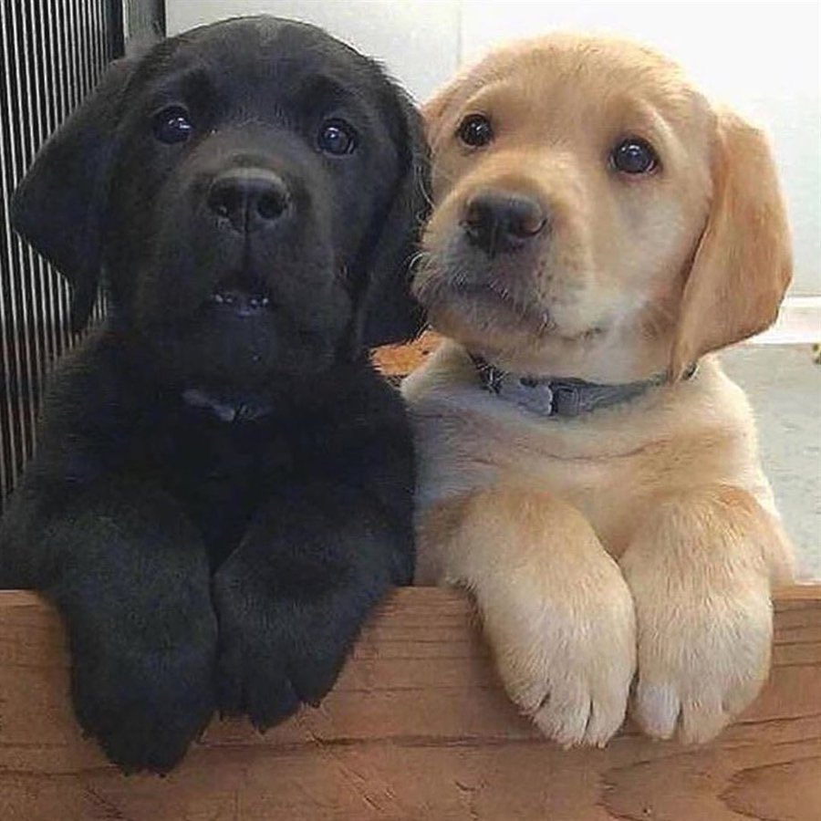 Puppies 🐶 tweet media
