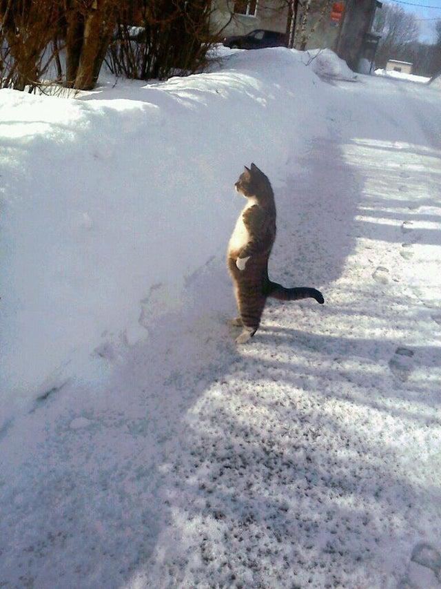Lost Meme Archive (@lostmemearchive) on Twitter photo Cat Standing In The Snow (2013) Cat Standing In The Snow (2013)