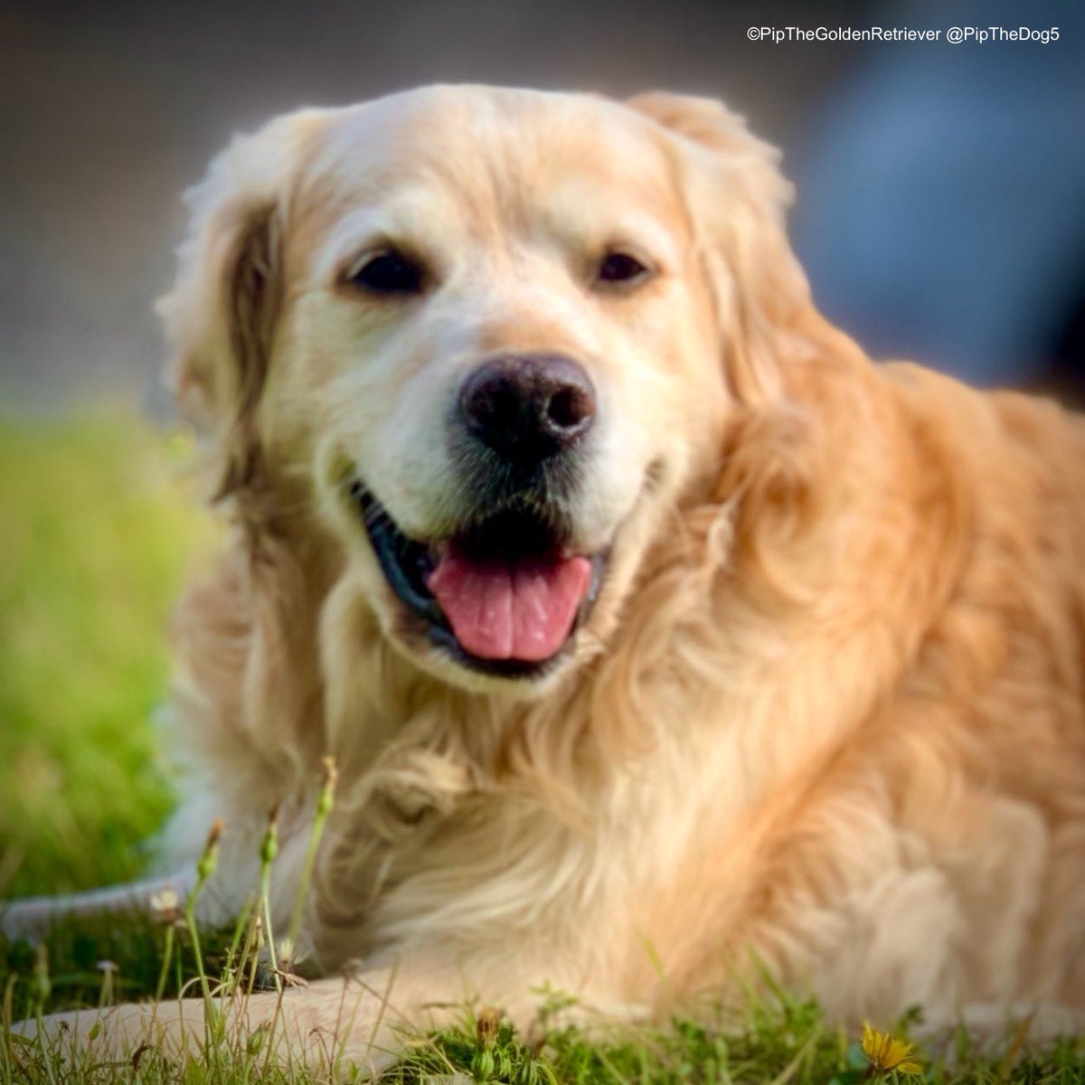 📸🐶🌤️

Forever smiling: Pip the Golden Retriever. 💖

#ThrowbackThursday (pic from 2003) ⏳