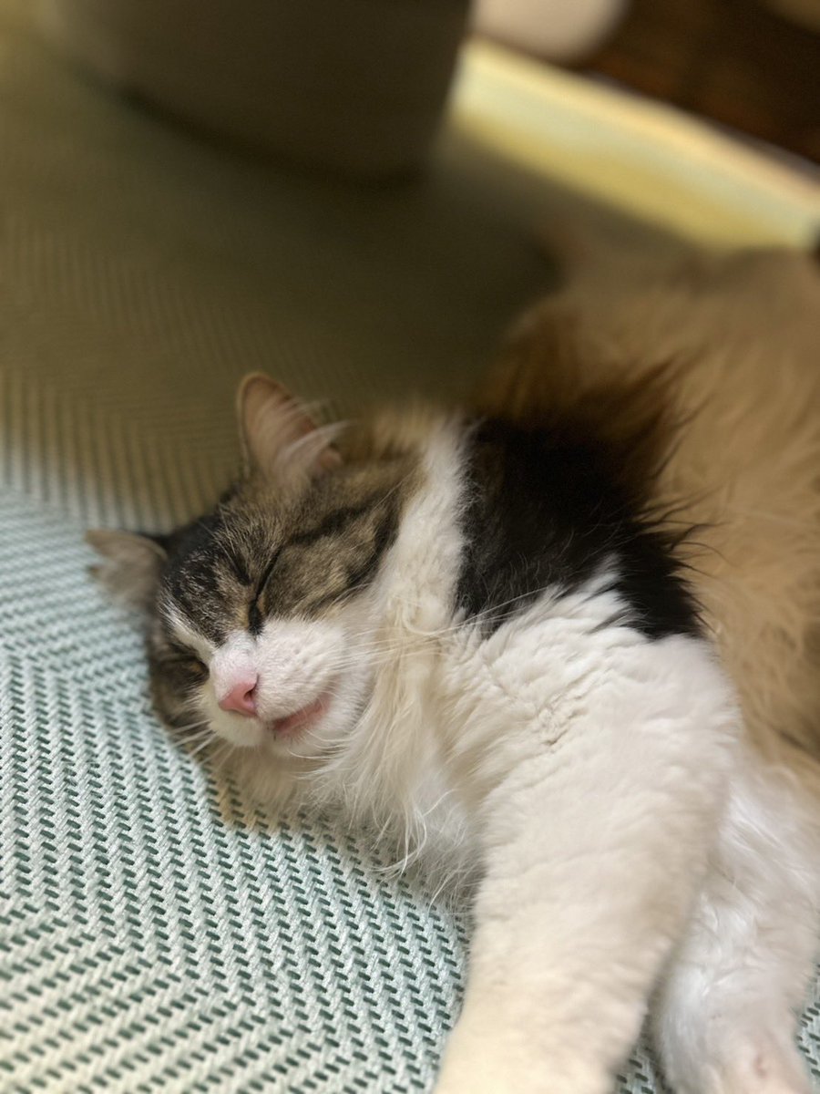 kinunori's tweet photo. 100%かわいい https://t.co/rMdumwIGnt