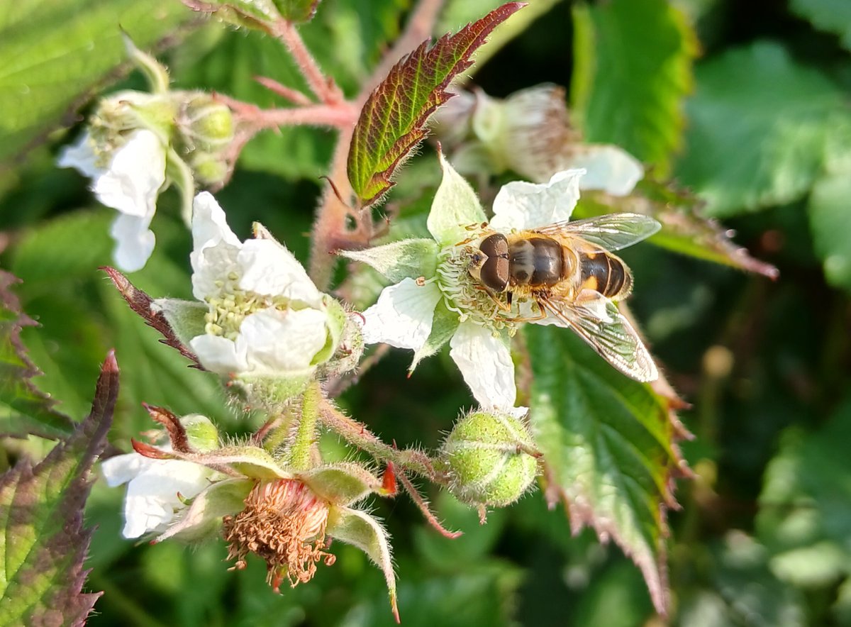 This fabulous Tapered Drone fly was really enjoying the Elmleaf Blackberry which is just starting to come out in flower at RSPB Arne this week.