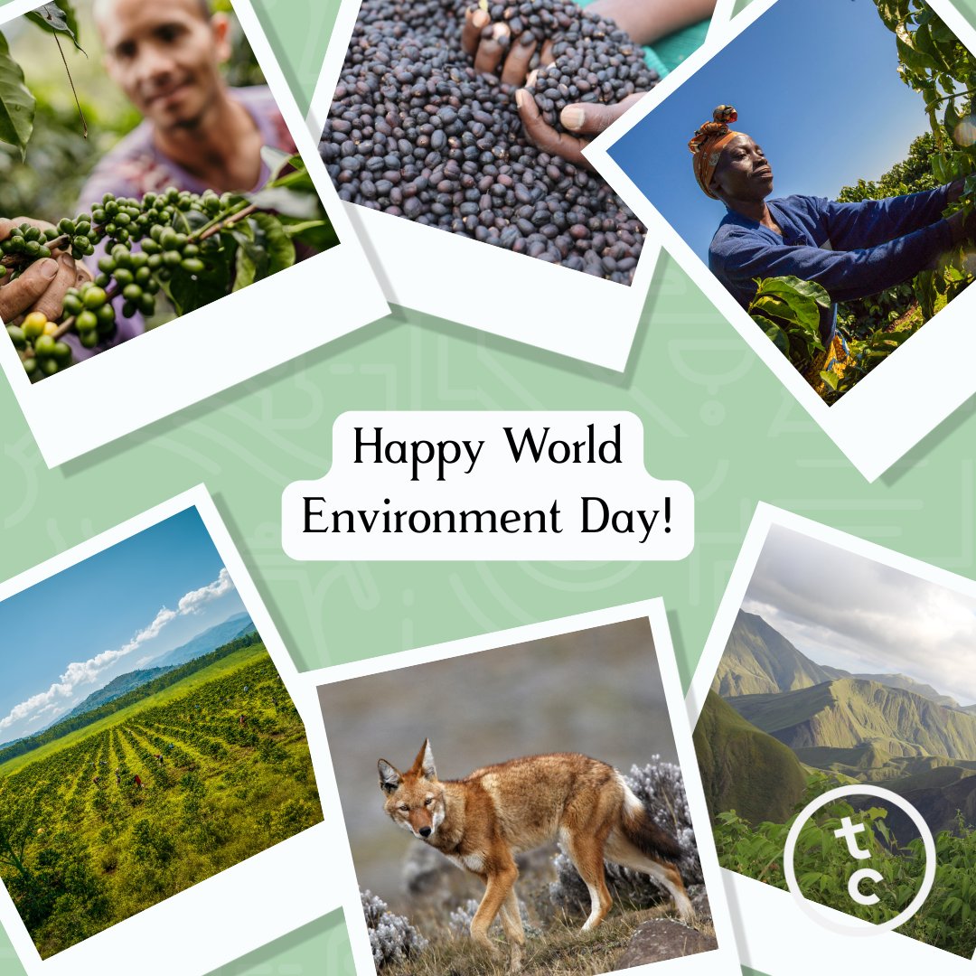 At Two Chimps, we're excited to share that we use 100% recyclable packaging and are proud to be carbon-neutral certified! 

We’re all about supporting sustainable farming practices, and we have big goals—like reaching Net Zero by 2040. 🌱

#WorldEnvironmentDay