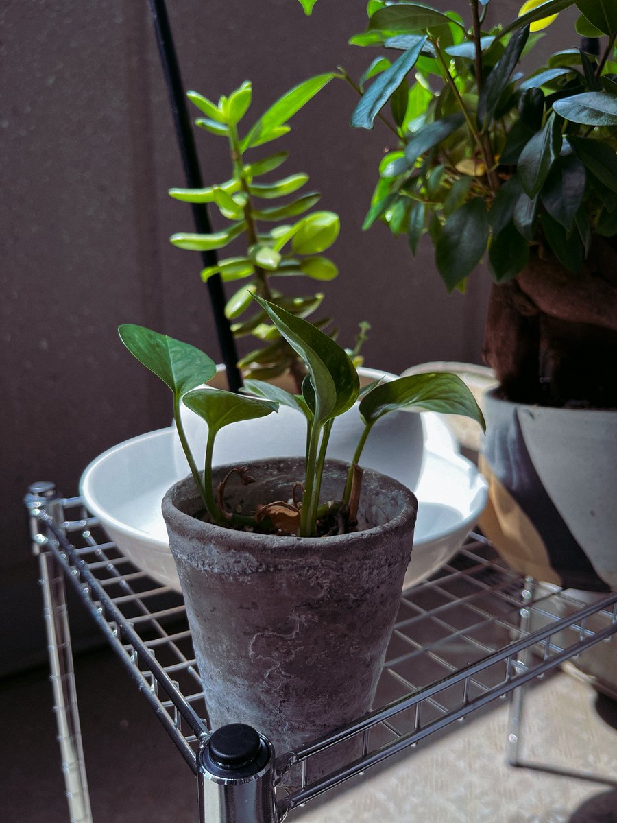 namiista2's tweet photo. 🌱
私の今月の目標は
“頑張るという気持ちを手放すこと”

緊張感、焦燥感、劣等感、、、
これらを受け止め否定せず
感情をニュートラルに戻すこと

またこういったものを無理やりポジティブにしようと思わないこと

ありのままの感情がいちばんポジティブだと感じること https://t.co/6n4K6lYmGv