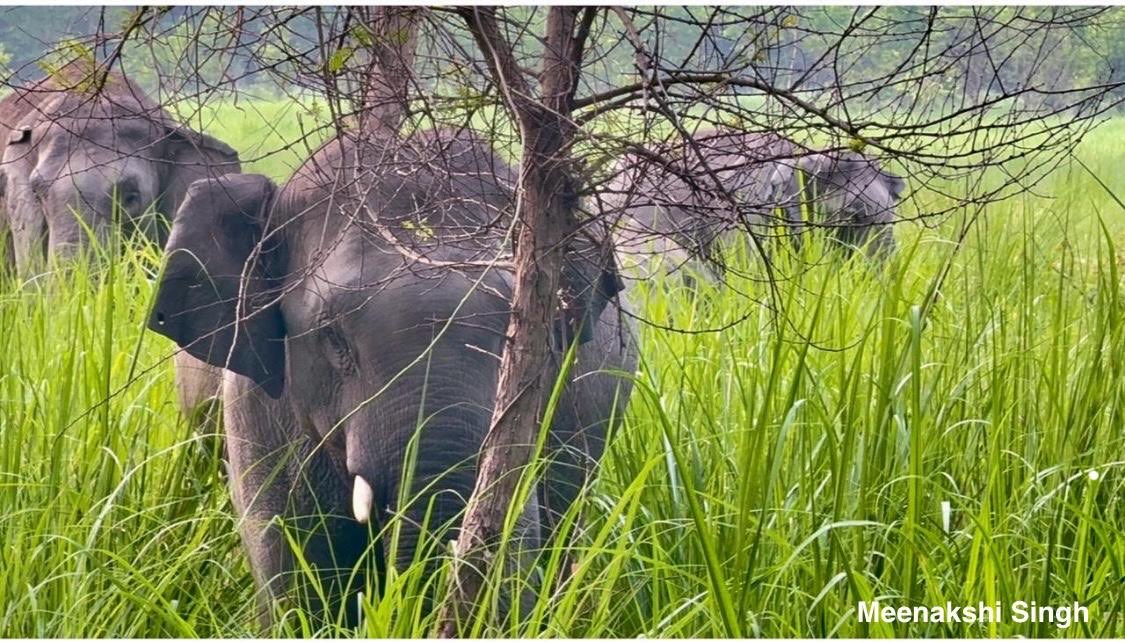 In #nature, one receives more than one seeks 
 The gentle giants of #Dudhwa national park