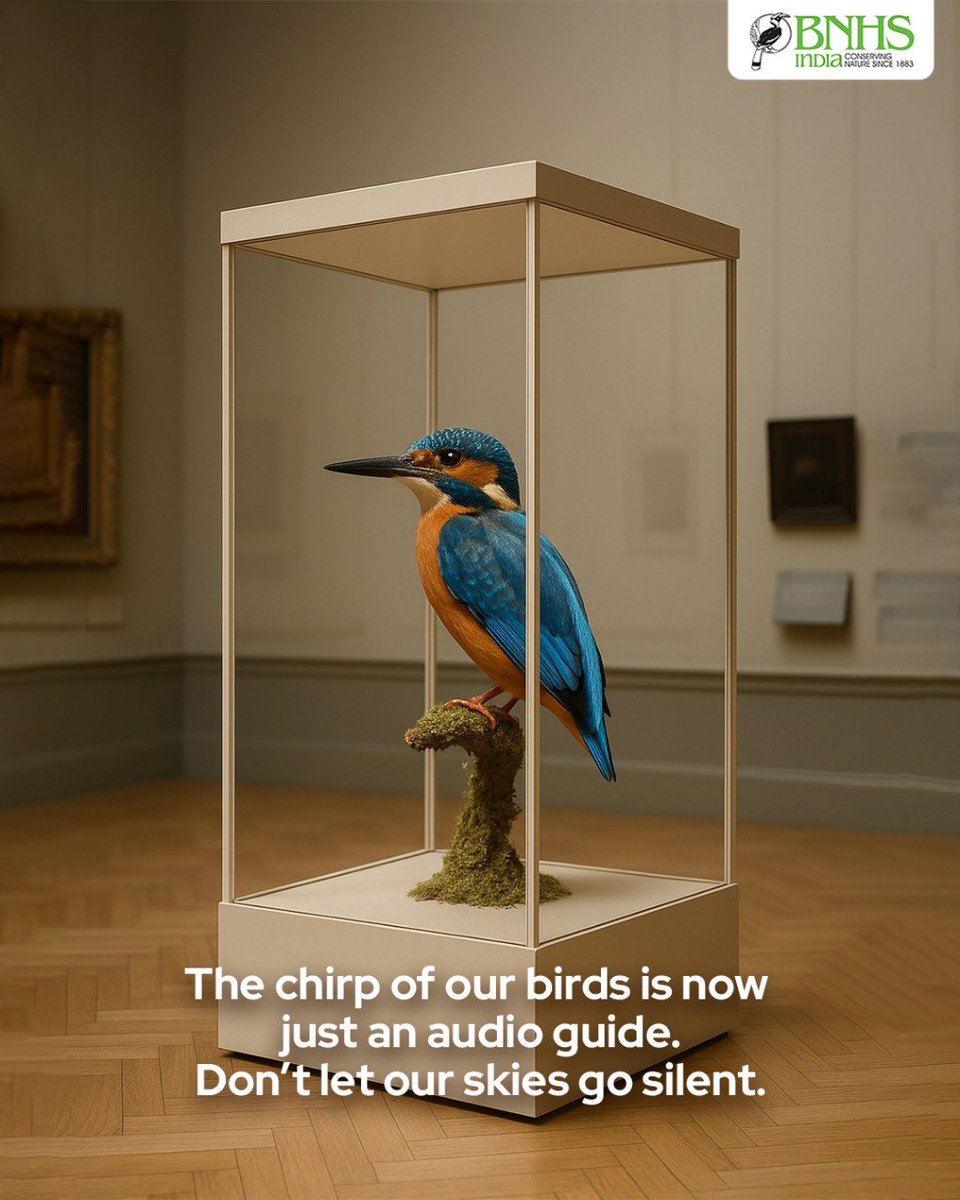 BNHSIndia's tweet photo. Once wild, now preserved.
Today onwards, letโs not wait till nature becomes a museum exhibit.
๐ข Protect. Preserve. Participate.
#BNHSIndia #PreserveNature #NatureNotInMuseums #ForFutureGenerations #WorldEnvironmentDay2025 https://t.co/FKt6MQ06dW