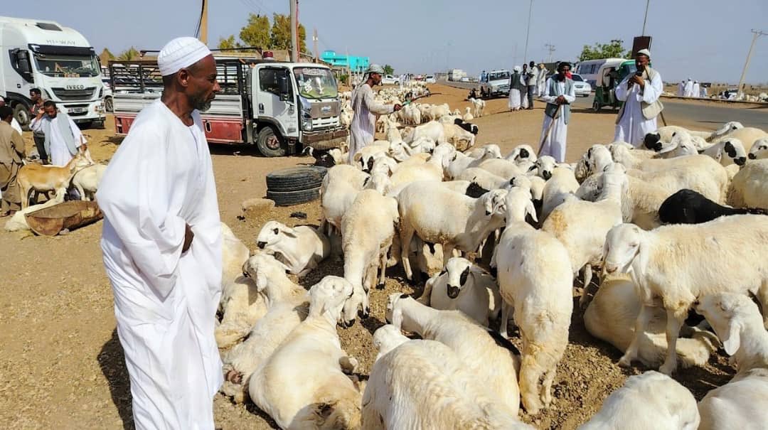 سونا تستطلع المواطنين وتجار المواشي حول أسعار الأضاحي بسنار suna-sd.net/posts/sona-tst…

#سونا #السودان