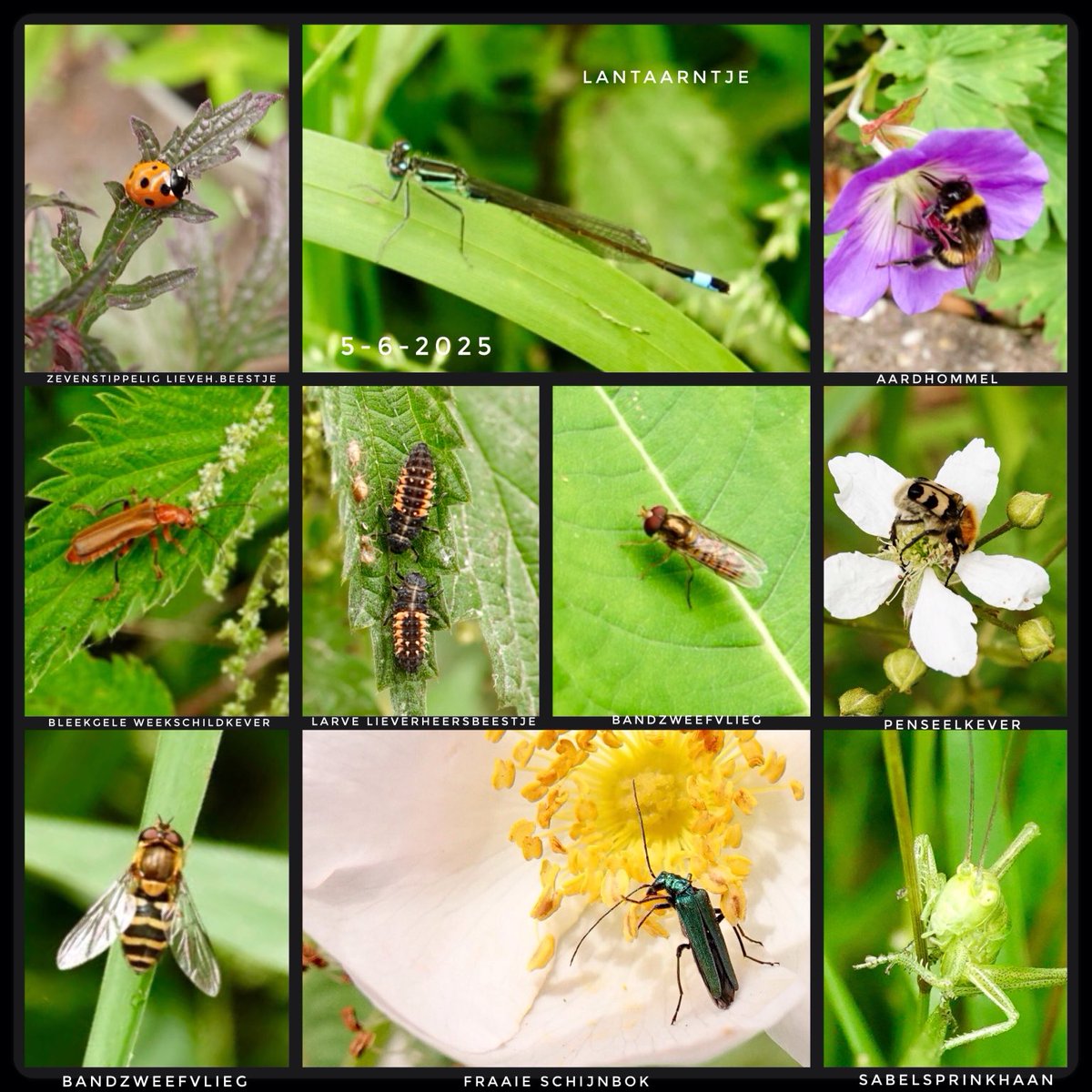 adriana57's tweet photo. Vanmorgen even op pad gegaan voor wat mini-beestjes voor het thema: #miniwereld van #junieke_fotografie van @bkfotobetsy https://t.co/i3p4Gi11Ln