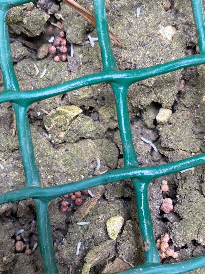Dr Sarah Cook (@imdrsarahcook) on Twitter photo Ergot stroma visible in the depot <a href="/ADASGroup/">ADAS</a> Boxworth. buried 2.5cm deep on 04/12/24 #ergot Ergot stroma visible in the depot <a href="/ADASGroup/">ADAS</a> Boxworth. buried 2.5cm deep on 04/12/24 #ergot