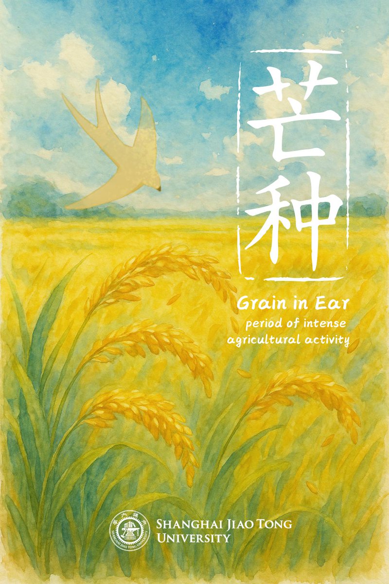 芒种 Mángzhòng, transliterated as '忙种mángzhòng,' meaning busy with sowing, is the season when wheat ripens, and rice planting begins. The proverb 'If it’s not planted by Mángzhòng, it won’t be of use later' (芒种不种，再种无用) captures the urgency of this time —the busiest
