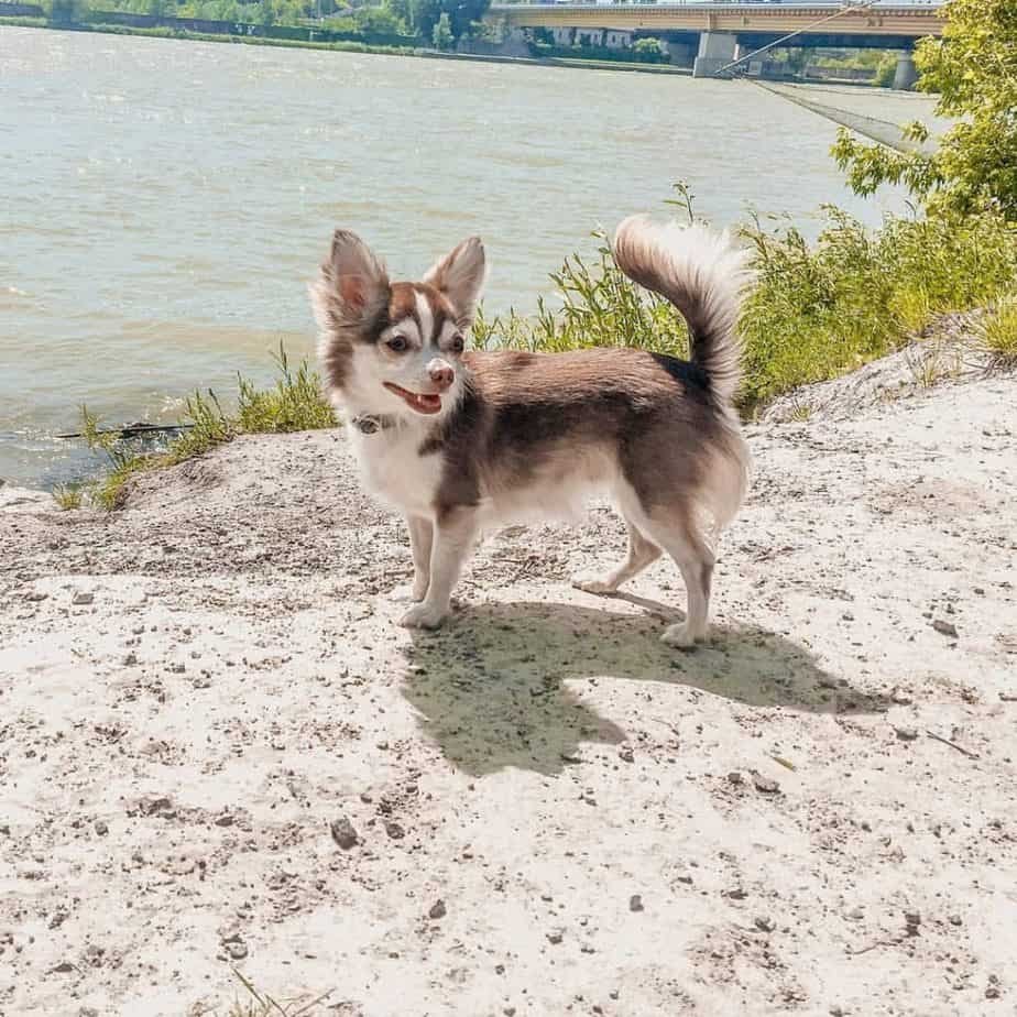 $CHISKY - Chihuahua Husky 🐶 tweet media